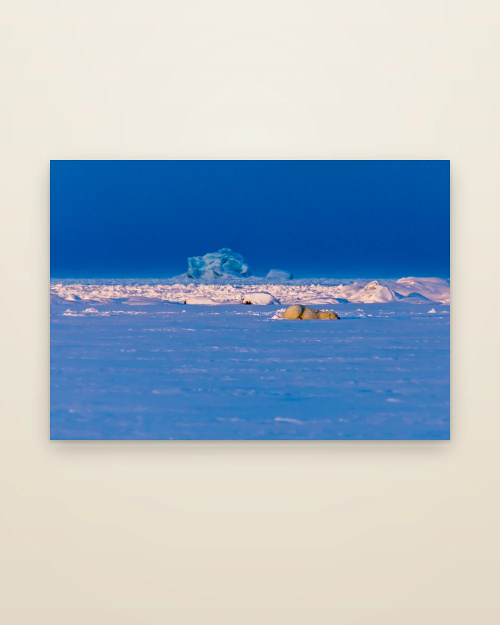 The aluminium print of The Bear, frameless, shown whole: a polar bear resting on blue sea ice, an iceberg glowing behind it